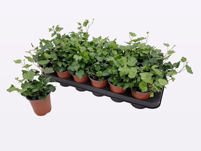 <h4>HED HE WONDER</h4>