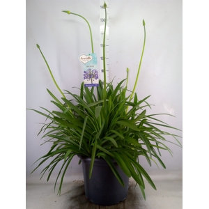 Agapanthus  'Big Blue'