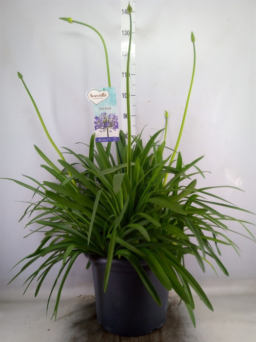 <h4>Agapanthus  'Big Blue'</h4>