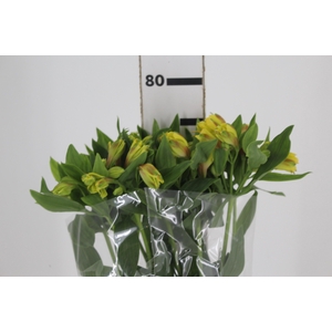 ALSTROEMERIA FLORIDA 080 CM