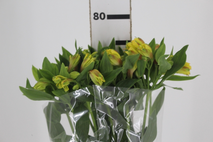 <h4>ALSTROEMERIA FLORIDA 080 CM</h4>