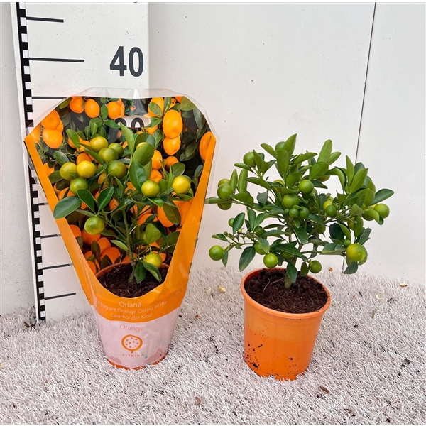 <h4>Citrus Calamondin mini-stem carry-bag</h4>