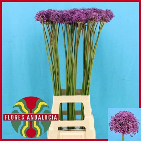 <h4>Allium Gladiator 90cm</h4>