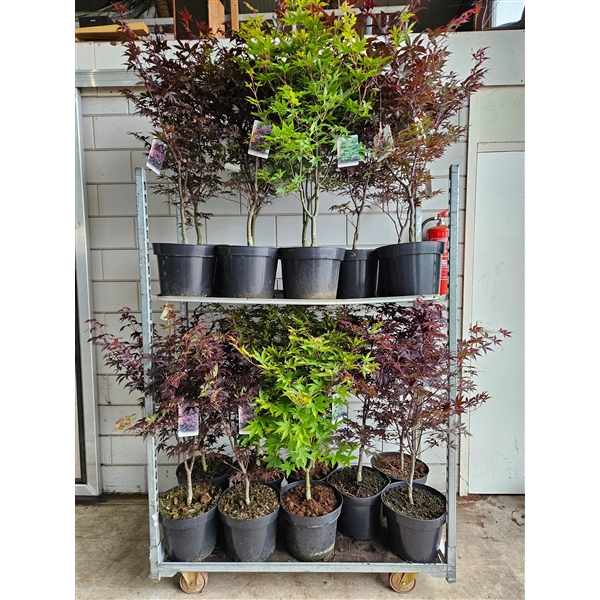 <h4>Acer palmatum MIX 'Bloodgood', 'Osakazuki', 'Red Emperor'</h4>