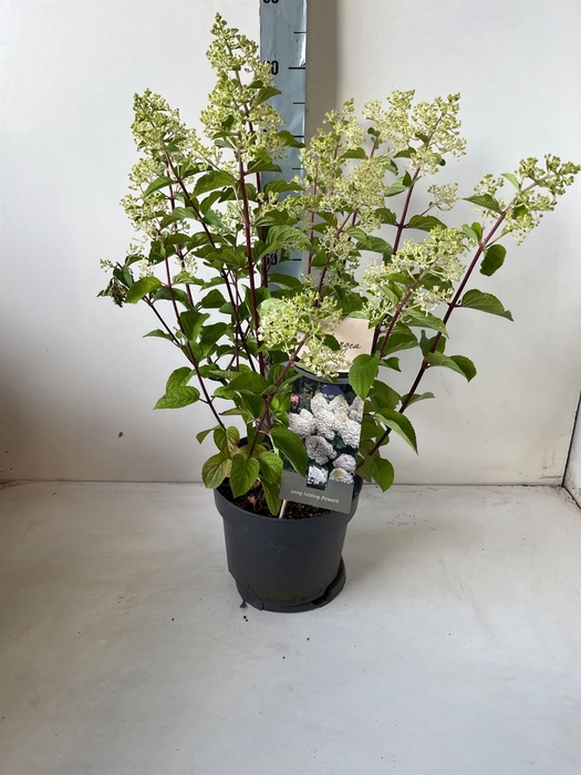 <h4>Hydrangea pan.</h4>