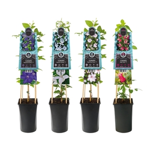 Mixshelf Clematis blue label varities+ 3.0 label