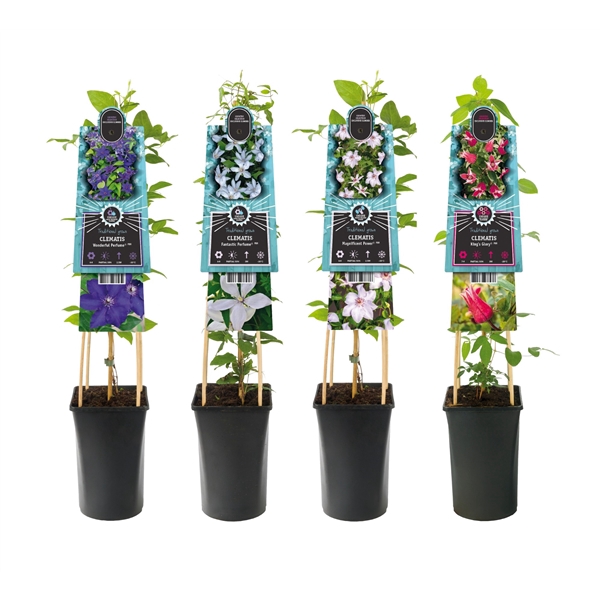 <h4>Mixshelf Clematis blue label varities+ 3.0 label</h4>