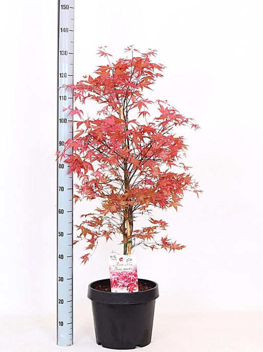 <h4>ACER PA BENI-MAIKO</h4>