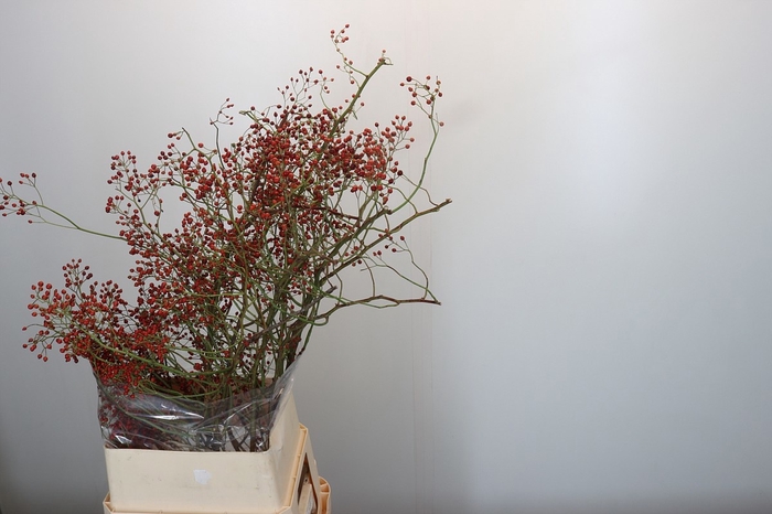 <h4>ROSA CORALLO RFRUITS</h4>