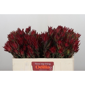 Leucadendron Blush Spray