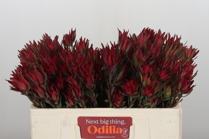 Leucadendron Blush Spray