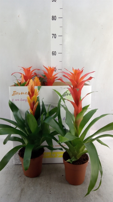 <h4>Bromelia   ...mix</h4>