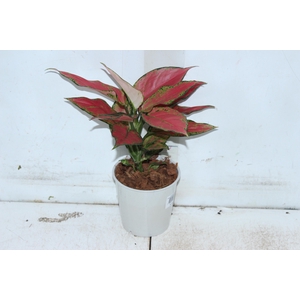 AGLAONEMA CHERRY BABY P12