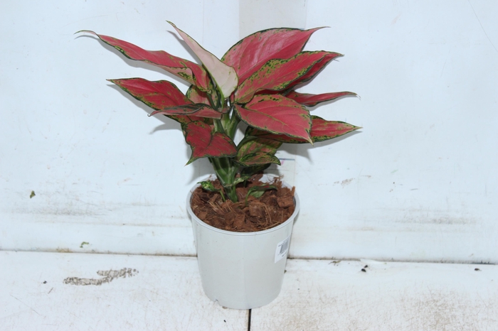 <h4>AGLAONEMA CHERRY BABY P12</h4>