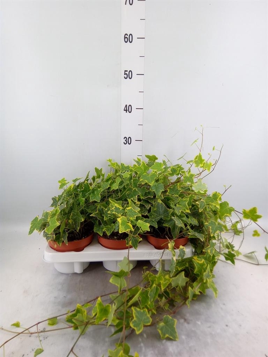 <h4>Hedera helix 'Goldchild'</h4>