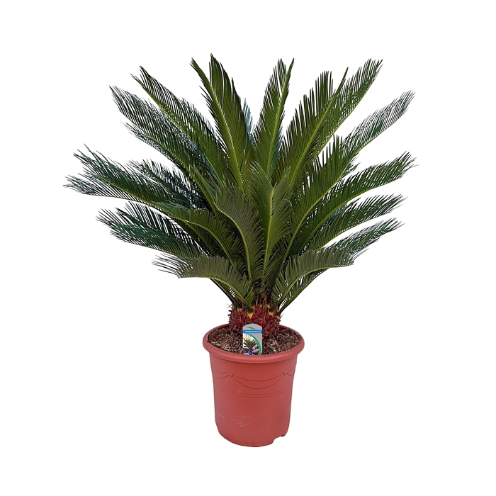 <h4>Cycas revoluta P32</h4>