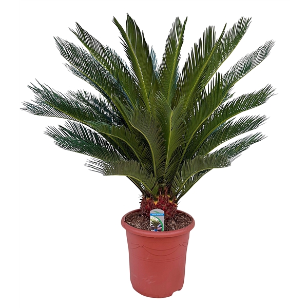Cycas revoluta P32