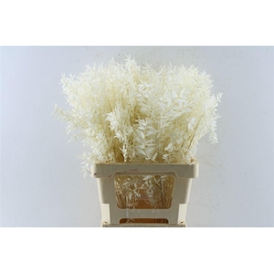 Ruscus Bleached White