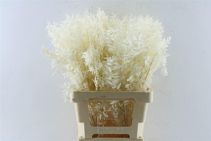 <h4>Ruscus Bleached White</h4>