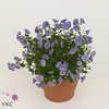 Campanula Blue Bali 10,5Ø 17cm