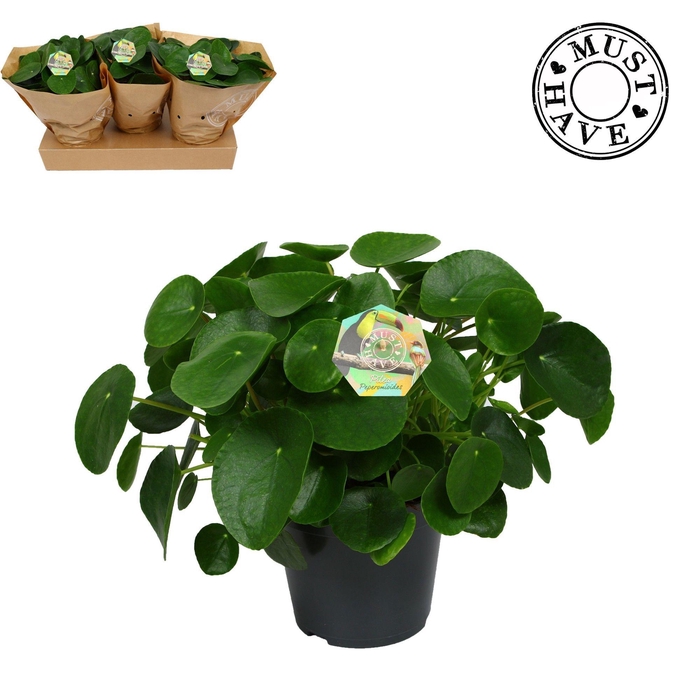 <h4>Pilea peperomioides 'must have'</h4>