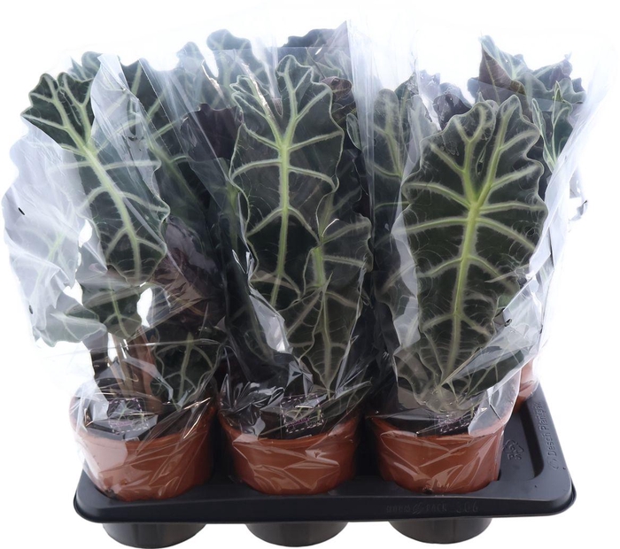 <h4>Alocasia Polly</h4>