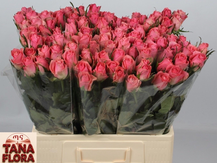 <h4>R GR ACE PINK+</h4>