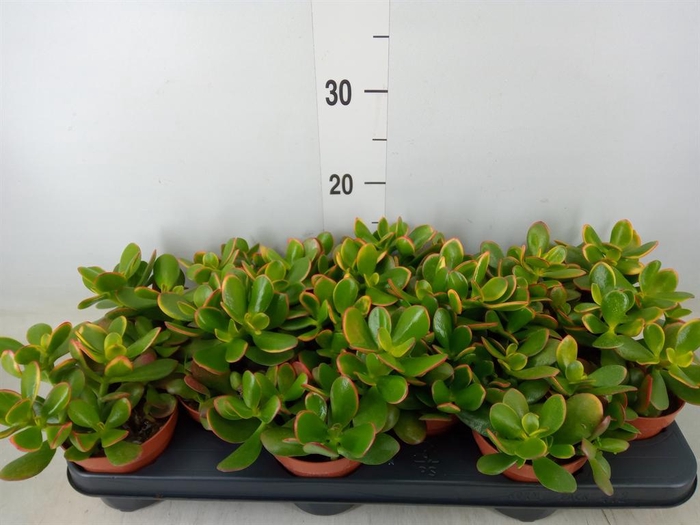 <h4>Crassula ovata 'Sunset'</h4>