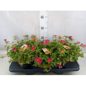 Portulaca   ...
