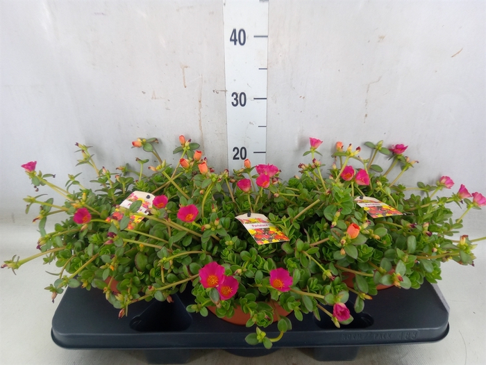 <h4>Portulaca   ...</h4>