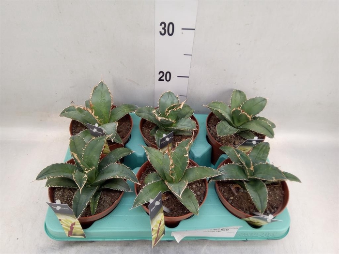 <h4>Agave   ...</h4>