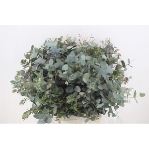 Euca Gunny Short 150gr P Bunch