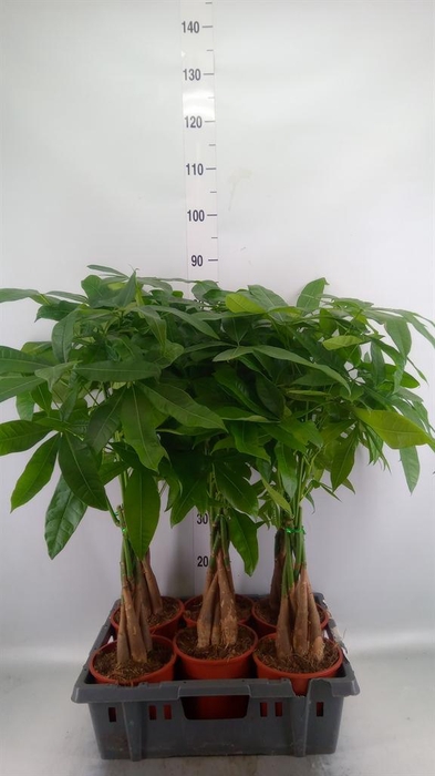 <h4>Pachira aquatica</h4>