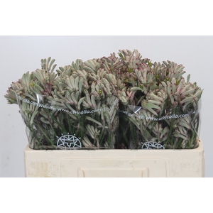 Anigozanthos Cape Gray Moss