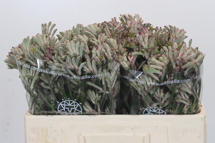 <h4>Anigozanthos Cape Gray Moss</h4>
