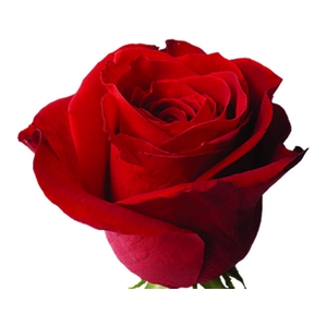 ROSA FREEDOM 040 CM ESTUFA