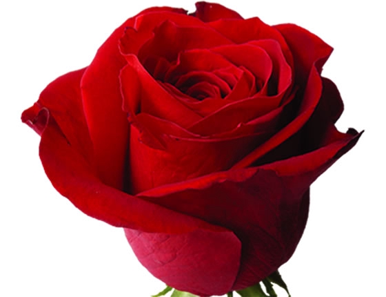 ROSA FREEDOM 050 CM ESTUFA