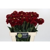 Dahlia Red Fox