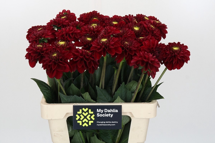 <h4>Dahlia Red Fox</h4>
