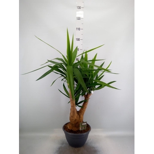 Yucca elephantipes   ...
