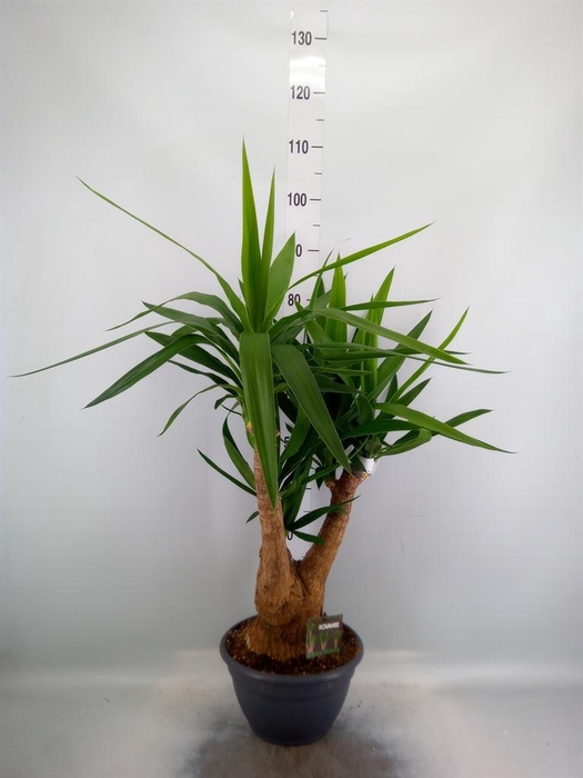 <h4>Yucca elephantipes   ...</h4>