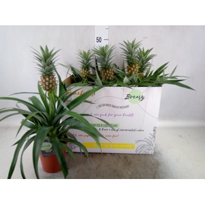 Ananas  'Mi Amigo'