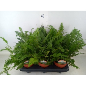Polystichum tsussimense