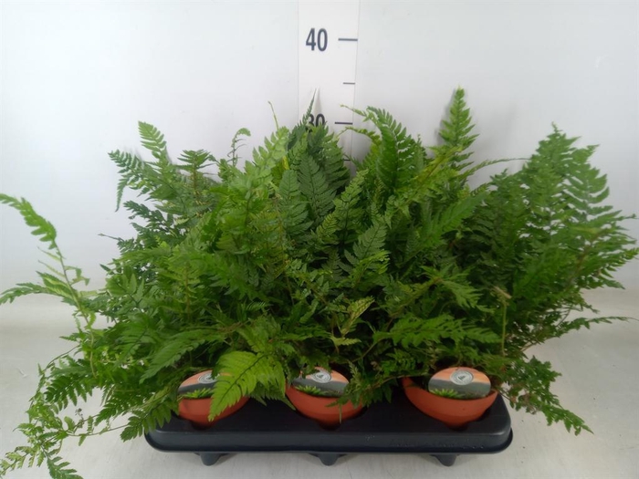 <h4>Polystichum tsussimense</h4>