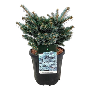 Picea pung. 'Glauca Globosa'