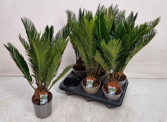 <h4>CYCAS REVOLUTA</h4>