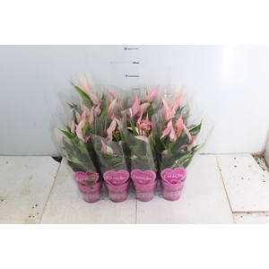 ANTHURIUM LILLI P09 ROSA