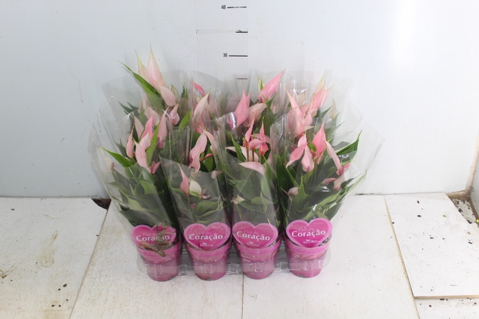 ANTHURIUM LILLI P09 ROSA
