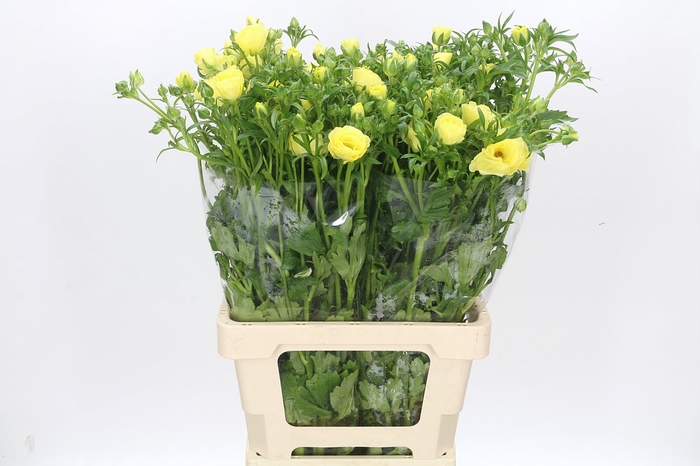 <h4>Ranunculus Butterfly Helios</h4>