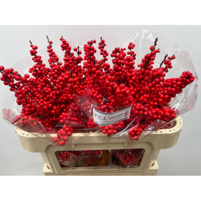 <h4>ILEX VE RODE BES</h4>